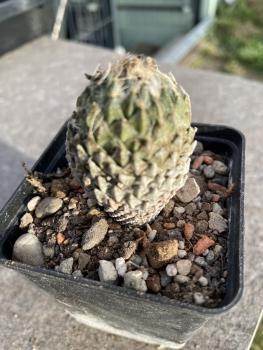 Encephalocarpus strobiliformis